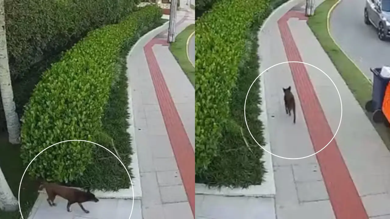 Vídeo mostra Orelha andando em calçada após horário estimado da agressão.