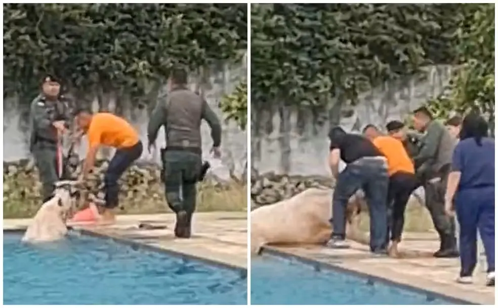 Imagem da notícia Vaca é resgatada após cair na piscina da Academia de Segurança Pública do Ceará 