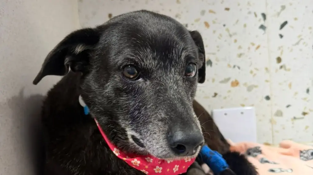 Pretinha, amiga do cão Orelha, morre em Florianópolis: 'Houve luta até o fim'