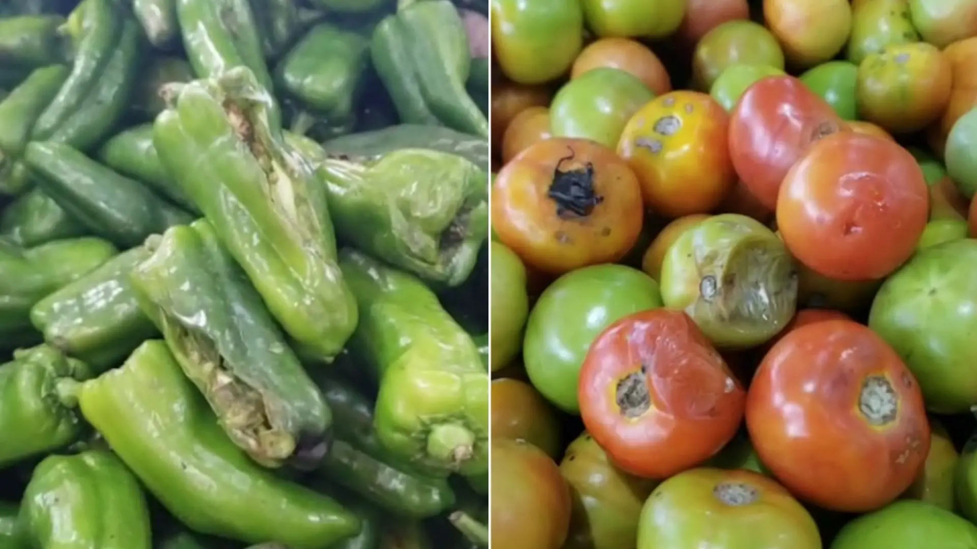 Foto de alimentos estragados no supermercado Frangolândia: a primeira foto mostra pimentões estragados e a segunda mostra tomates estragados.