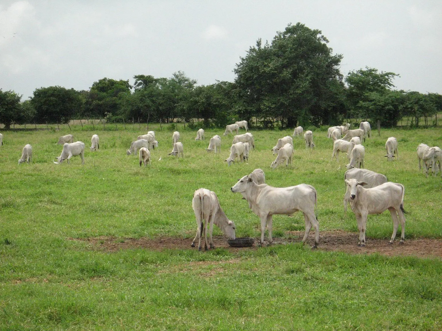Cena rural com dezenas de bovinos de pelagem clara em campo aberto, desfrutando da vegetação, no interior do Ceará.