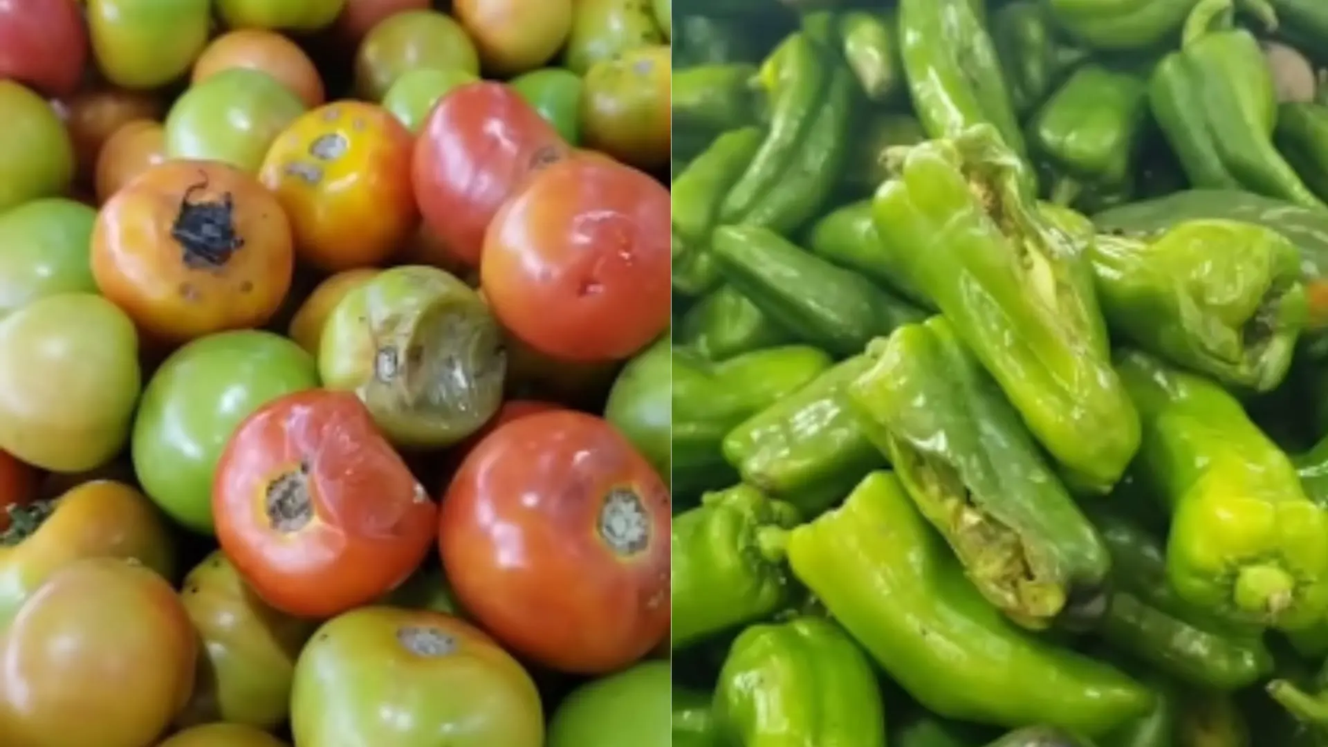 Foto de tomates e pimentões podres.