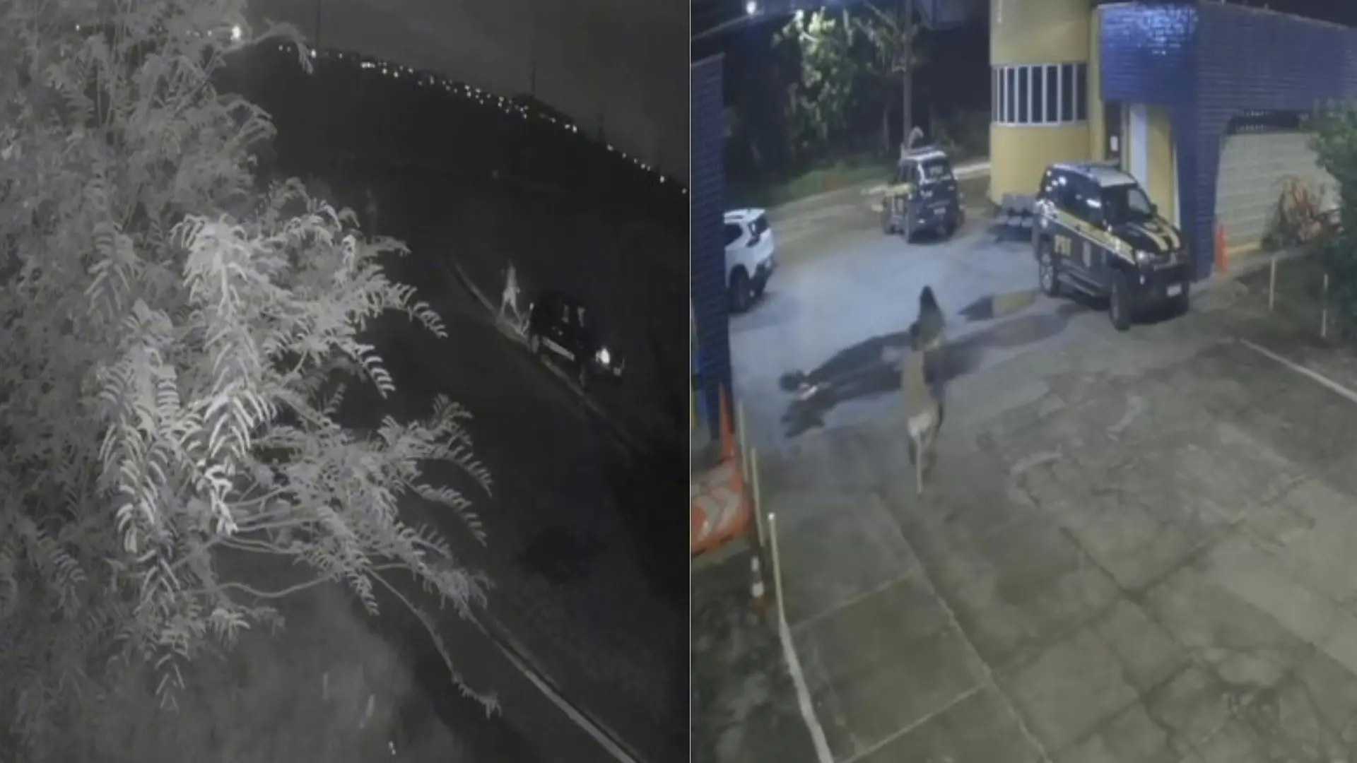 Imagens de câmeras de segurança mostrando uma visualização noturna de um ambiente externo com presença de veículos, árvores e uma pessoa puxando um cachorro do lado direito