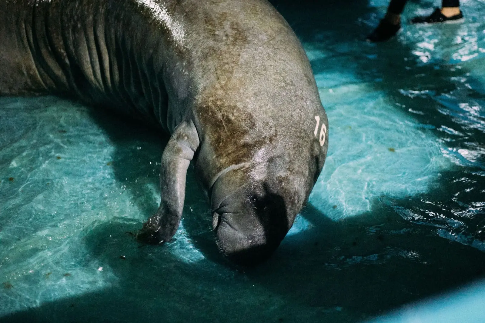 Imagem mostra um peixe-boi com um 16 em tinta branca marcado na cabeça em uma piscina com fundo azul.