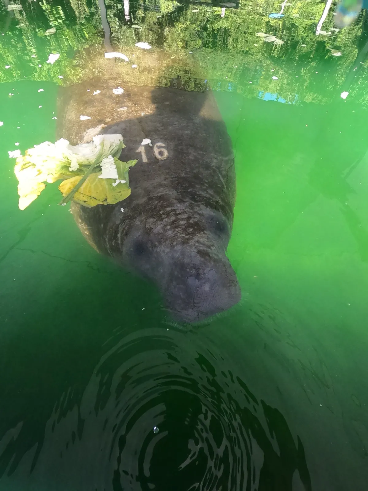 Ariel tem um 16 marcado na cabeça e é um dos peixes-boi desaparecidos.