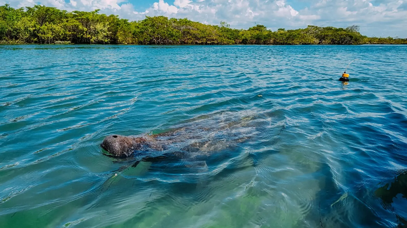 Imagem mostra peixe-boi nadando em água azulada com mata verde ao fundo.