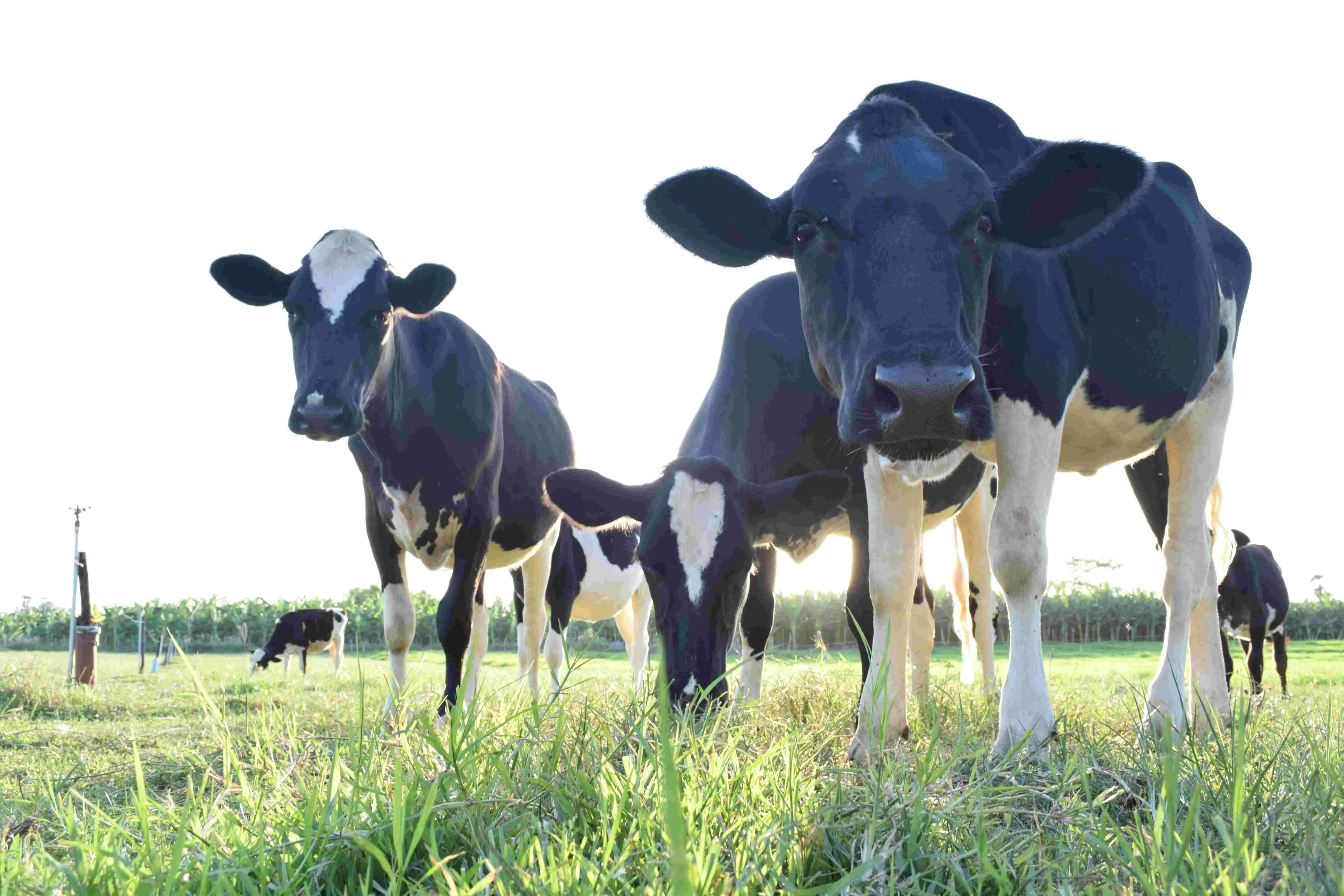 Grupo de vacas pretas e brancas em um pasto verde, com uma vaca em primeiro plano olhando para a câmera e outras pastando ao fundo sob a luz do sol.