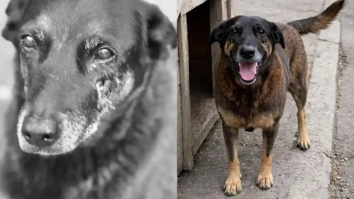 Foto do cão orelha.