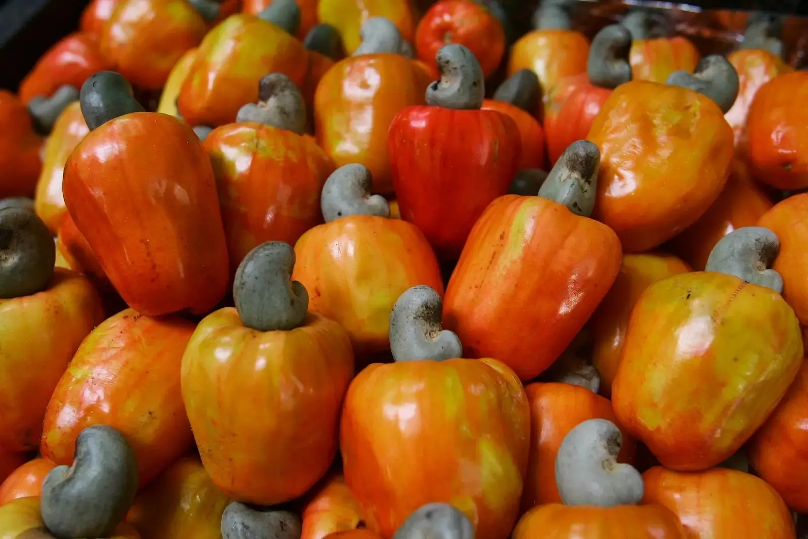 Imagem da notícia: Ceará desperdiça mais de 800 toneladas de caju e deixa de faturar milhões todos os anos