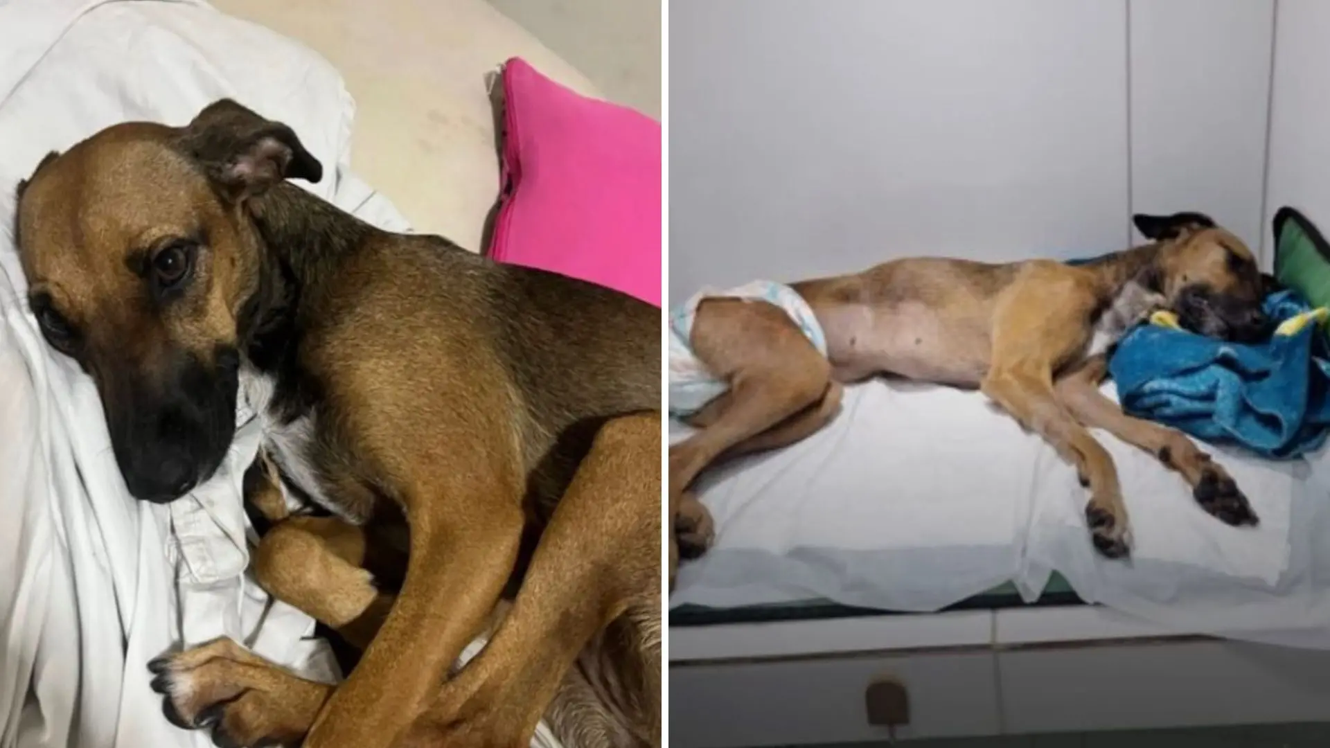 montagem de fotos mostra cadela morta e estrupada em condomínio em Maracanaú, no Ceará.