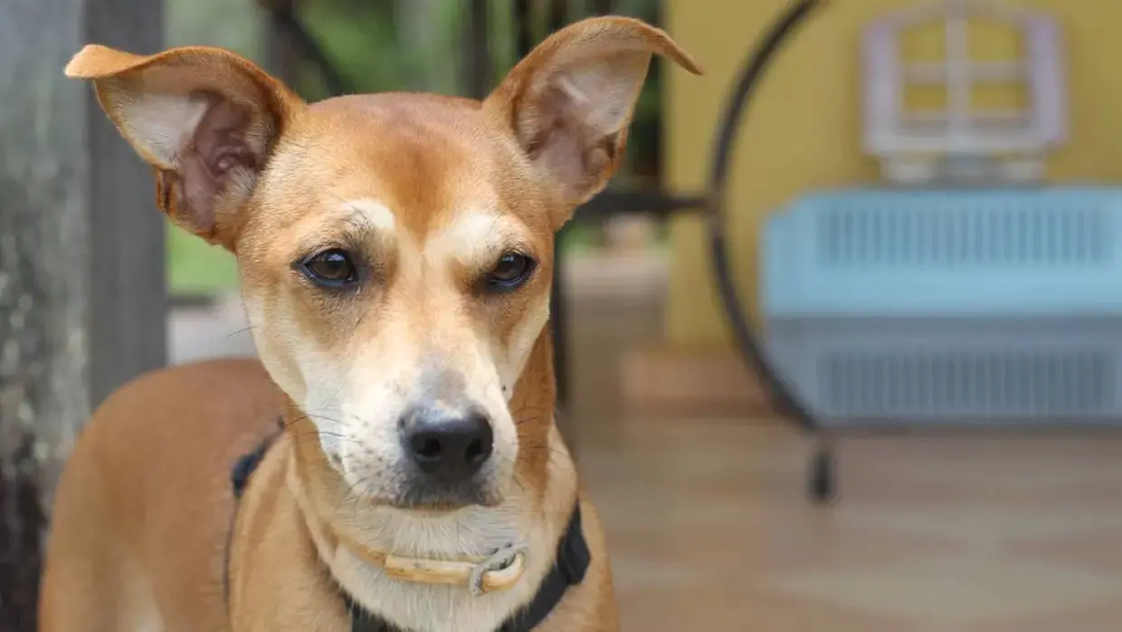 foto de vira-lata caramelo.