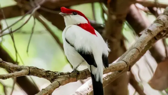 Nativa e exclusiva do Ceará, ave é símbolo da biodiversidade do Estado.