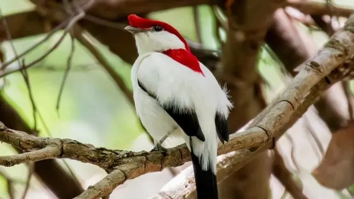 Nativa e exclusiva do Ceará, ave é símbolo da biodiversidade do Estado.