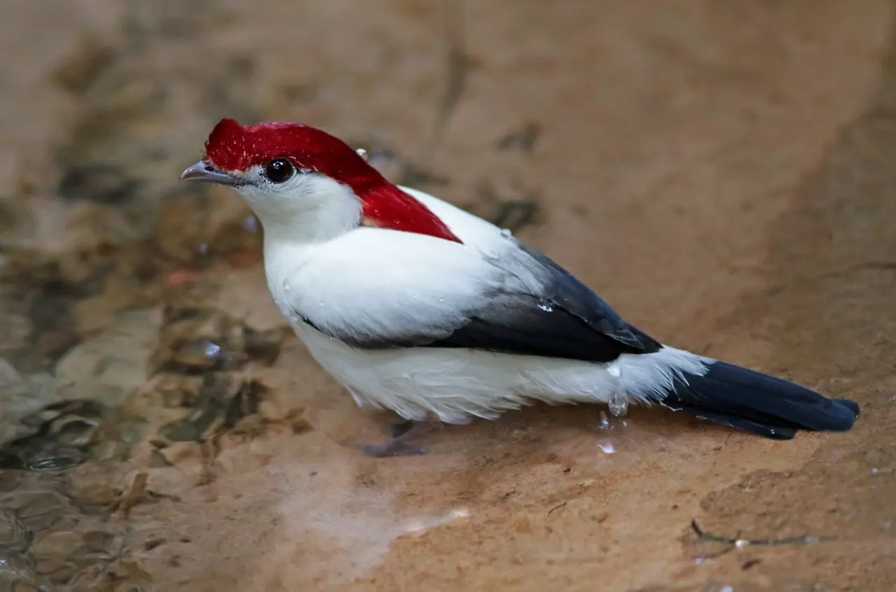 Imagem mostra espécie soldadinho-do-araripe.