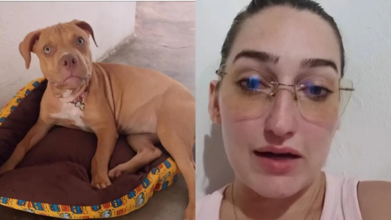 Tutora de Luna fez relato em vídeo sobre a morte do animal.