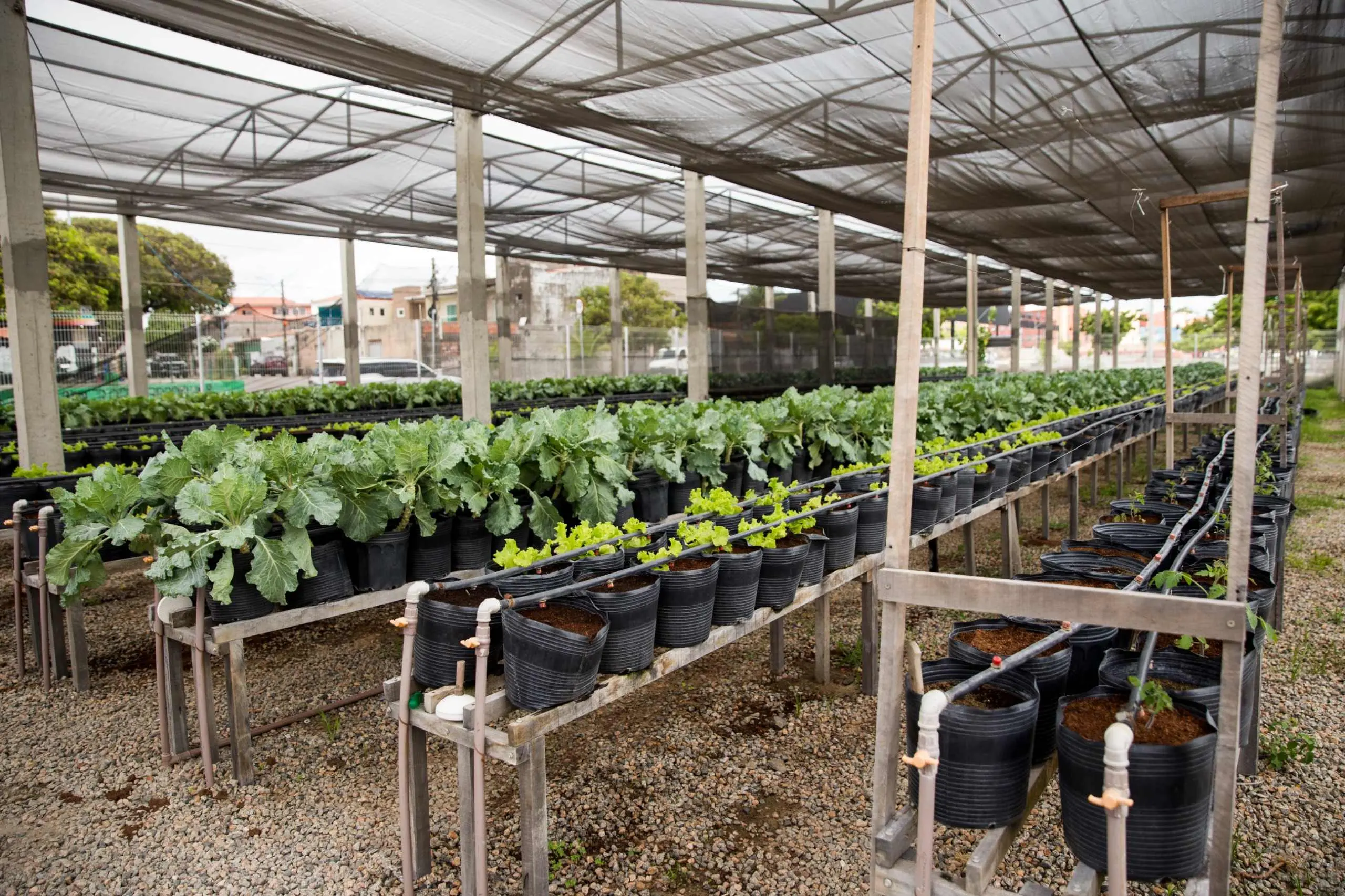 Uma horta comunitária protegida por uma estrutura de sombrite exibe diversas fileiras de vasos pretos organizados sobre bancadas de madeira. As plantas, em diferentes estágios de crescimento, incluem folhagens verdes viçosas, como alfaces e couves, irrigadas por um sistema de tubos brancos. Ao fundo, é possível ver casas e árvores de uma área urbana sob a cobertura translúcida.