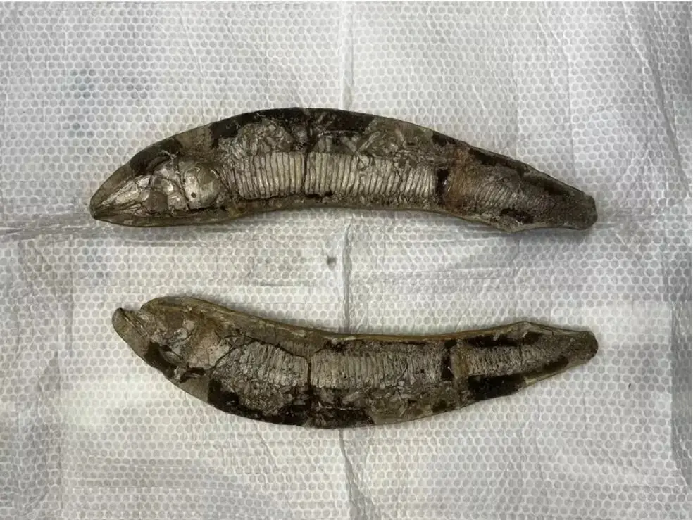 Foto de fósseis de peixes que estavam na Suíça e foram repatriados no Cariri.