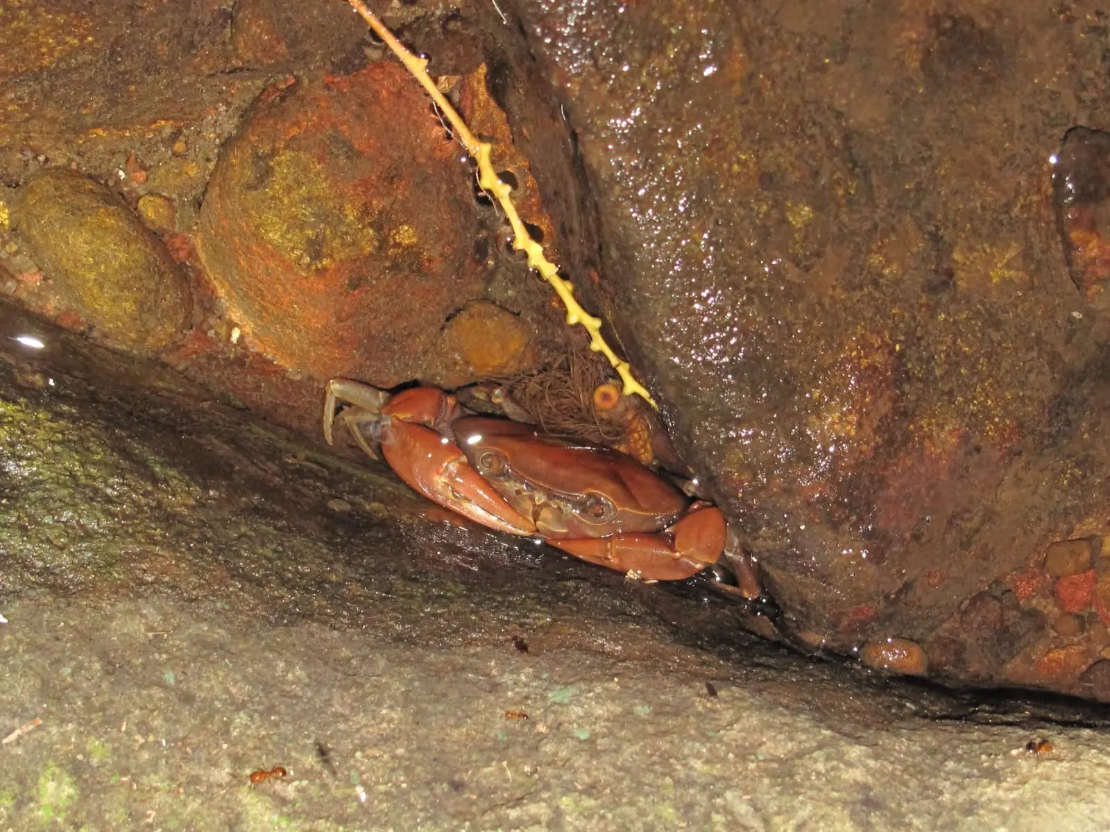 Com cor amarronzada e tamanho diminuto, caranguejo foi encontrado no Ceará.