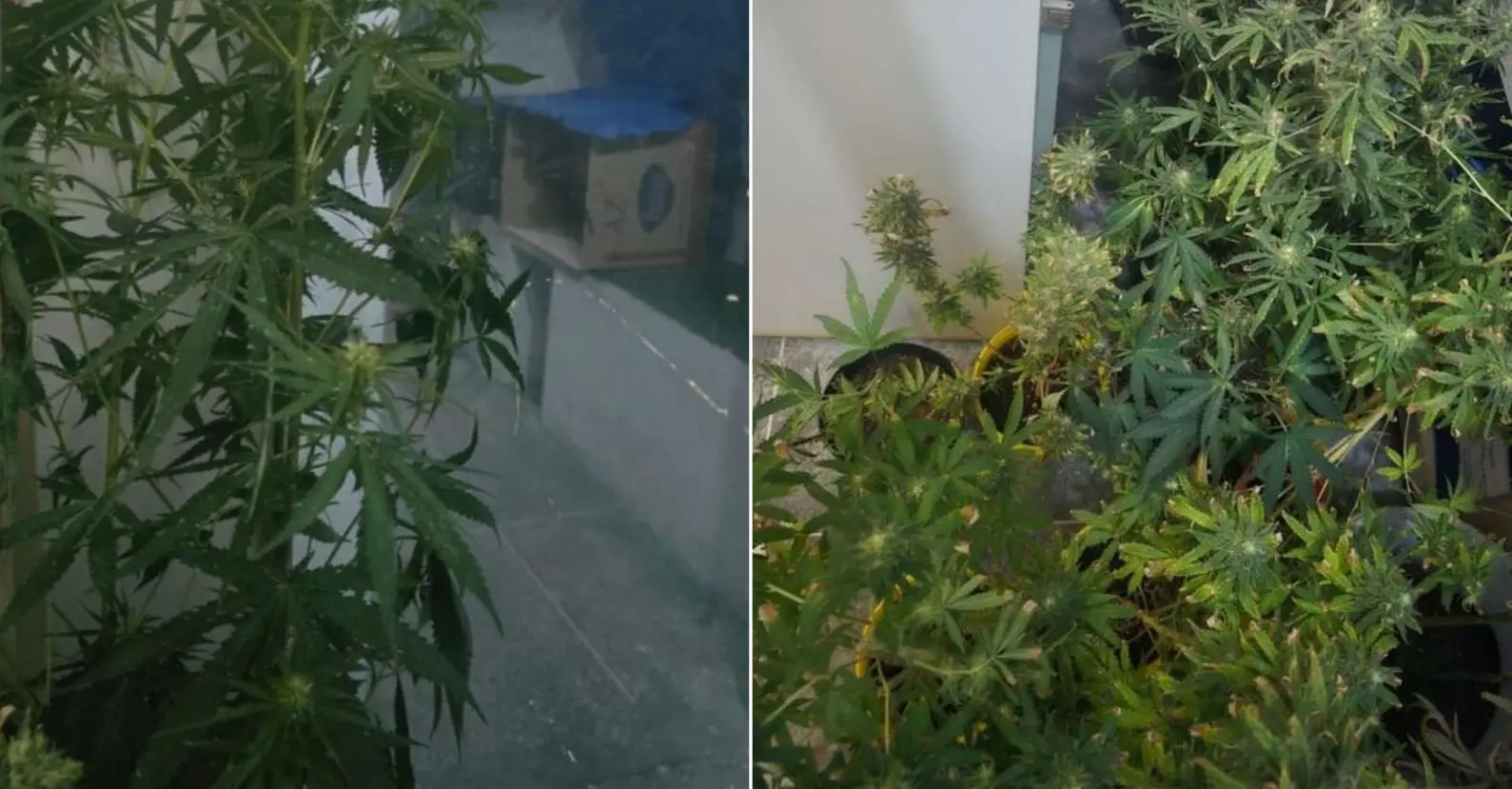 Montagem de duas fotos da plantação de maconha encontrada em residência no Benfica.