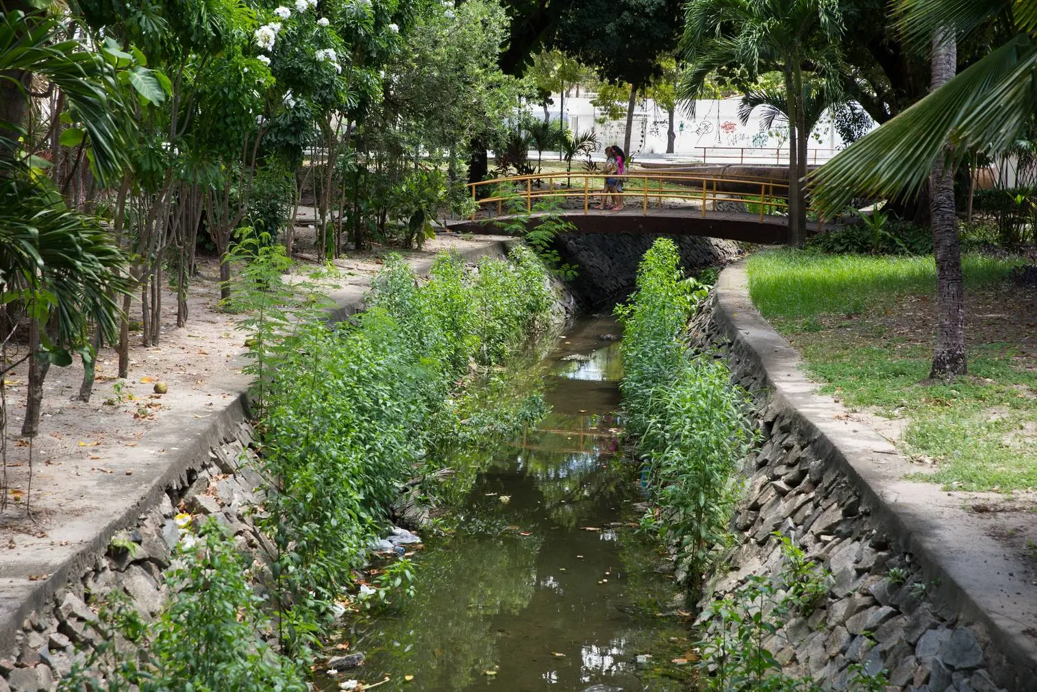 Córrego urbano com margens de concreto e pedras, vegetação aquática densa e uma pequena ponte de madeira amarela ao fundo.