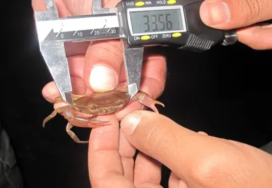 Fêmeas do guajá-do-araripe costumam ser maiores que os machos.