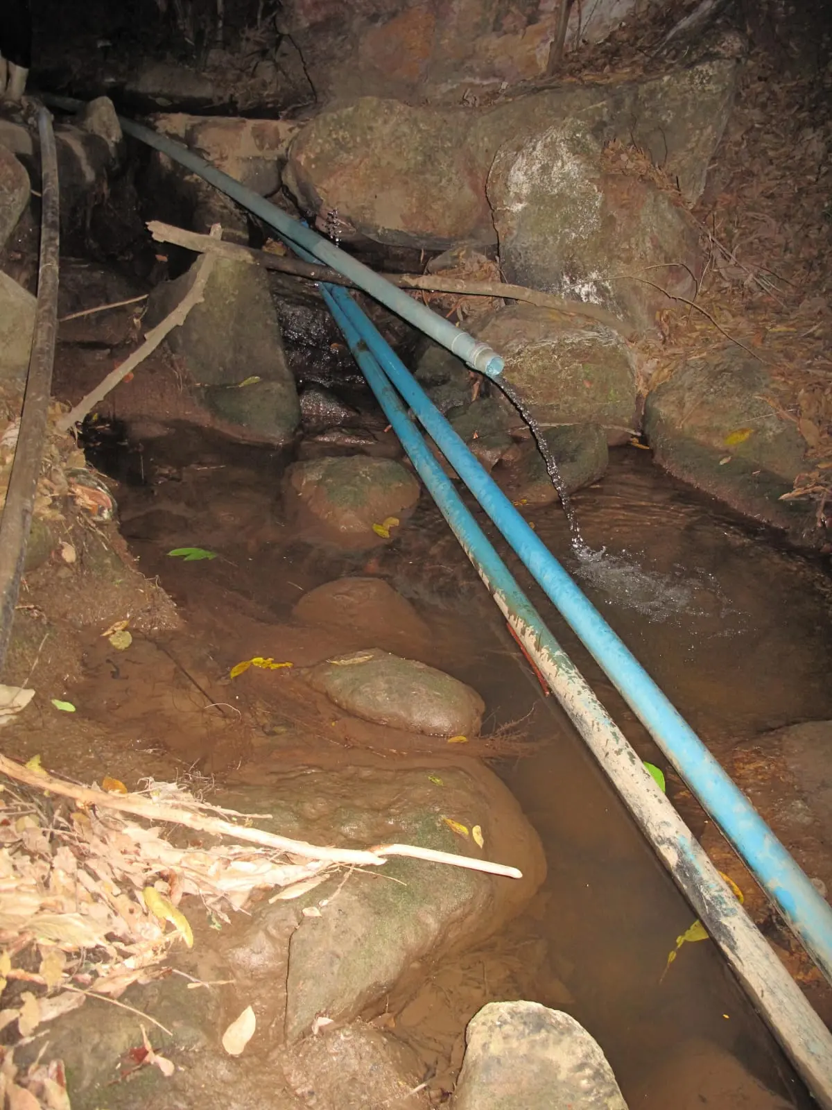Intervenção humana põe em risco a sobrevivência dos animais da Chapada do Araripe.