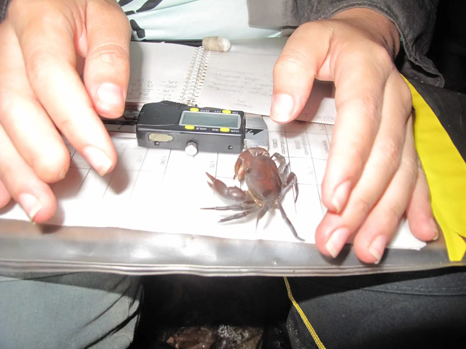 Manejo dos caranguejos foi feito no habitat natural para evitar danos.