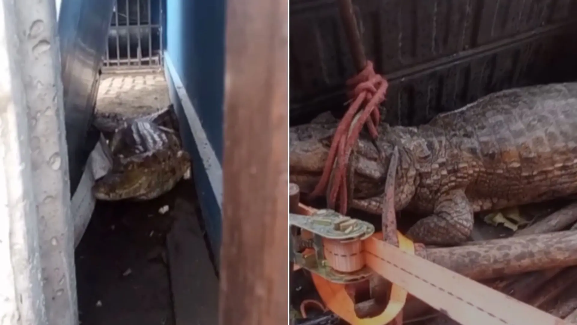 Montagem de duas fotos de jacaré encontrado em posto de combustíveis em Itatinga, Fortaleza.