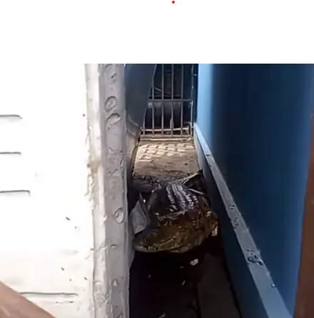 Imagem da notícia Jacaré de 1,5 metro surpreende moradores no centro de Itaitinga; veja vídeo