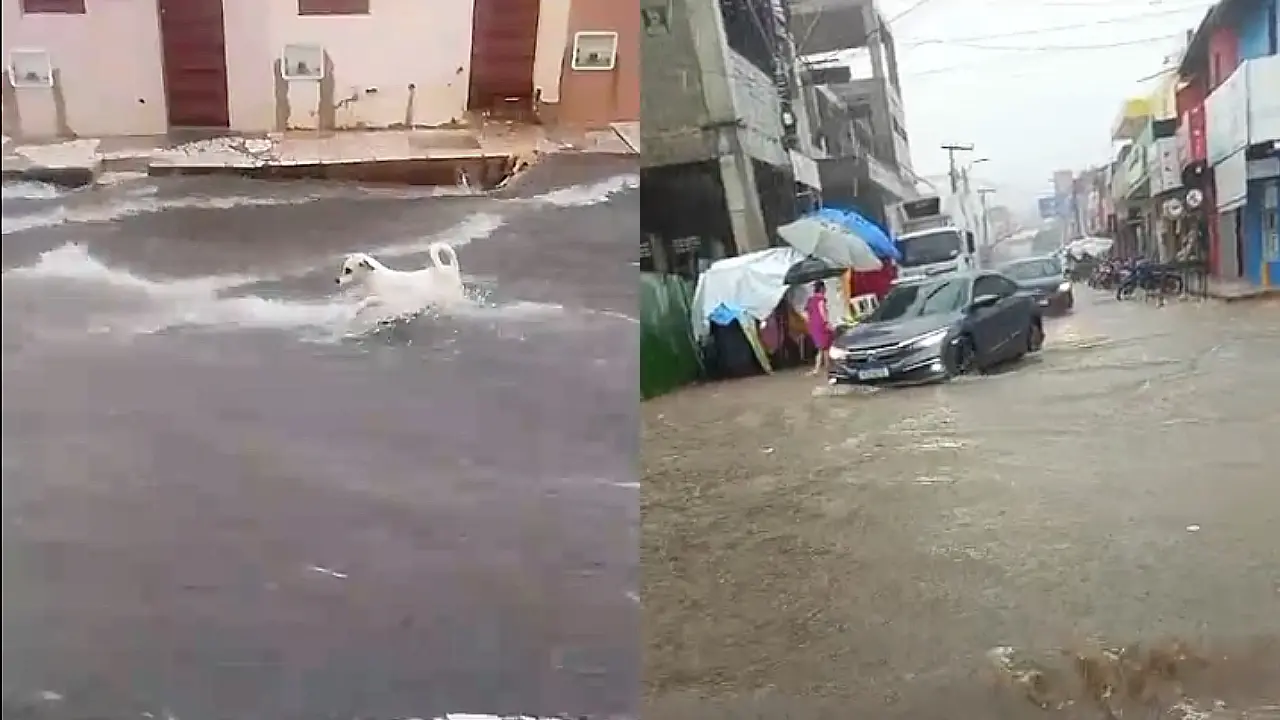 Enxurrada arrastou cachorro em via pública. No Centro, veículos tiveram dificuldade para circular por conta do alto volume da água.