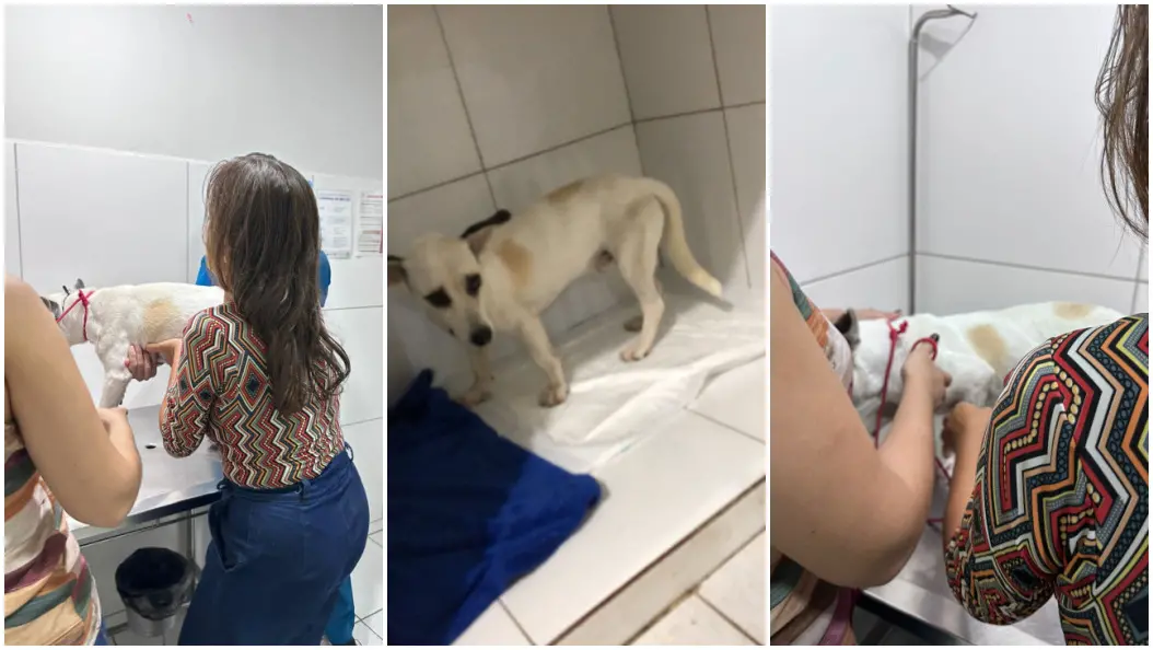 Montagem com três fotos dentro de uma sala de atendimento veterinário de paredes brancas. Na primeira imagem, uma pessoa segura um cachorro branco com manchas bege sobre uma mesa metálica enquanto alguém ao lado parece preparar um procedimento. Na segunda imagem, o cachorro está sozinho, em pé sobre um tapete absorvente no canto da sala, olhando para a direção da câmera. Na terceira imagem, o cachorro está novamente sobre a mesa enquanto duas pessoas realizam cuidados ou procedimentos, com uma delas segurando a pata do animal.