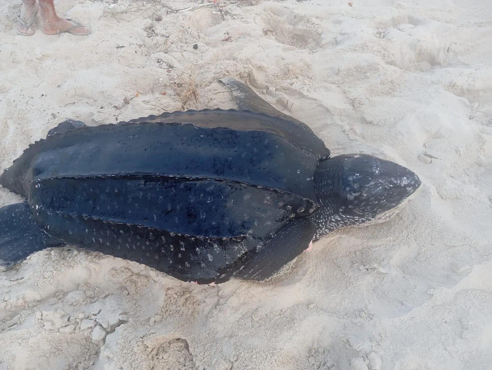 A tartaruga-de-couro jovem encalhou na Praia do Presídio, em Aquiraz.