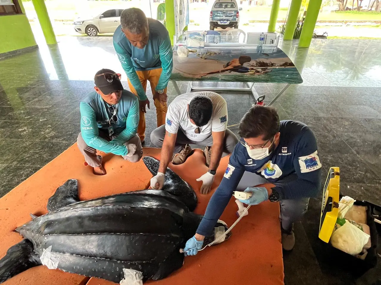 Imagem da notícia VÍDEO: Tartaruga-marinha considerada a 'maior do mundo' encalha e é resgatada em praia do CE