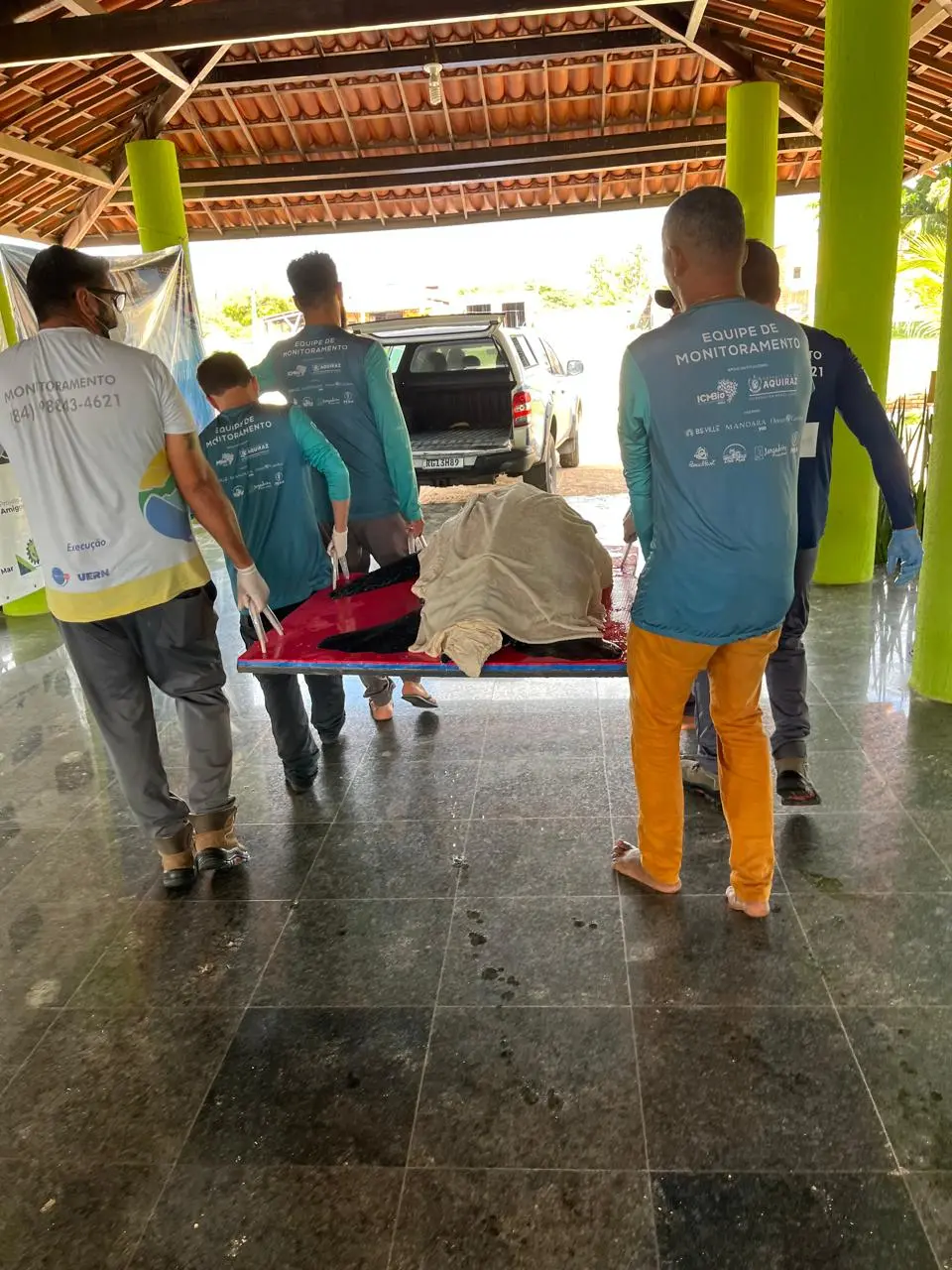 Tartaruga sendo levada por biólogos