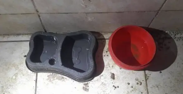 Imagem dos potes de comida de cães e gato que sofreram maus-tratos por mãe e filha no município de Cascavel, no Ceará.