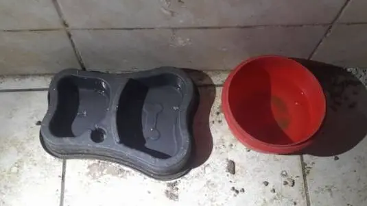 Imagem dos potes de comida de cães e gato que sofreram maus-tratos por mãe e filha no município de Cascavel, no Ceará.