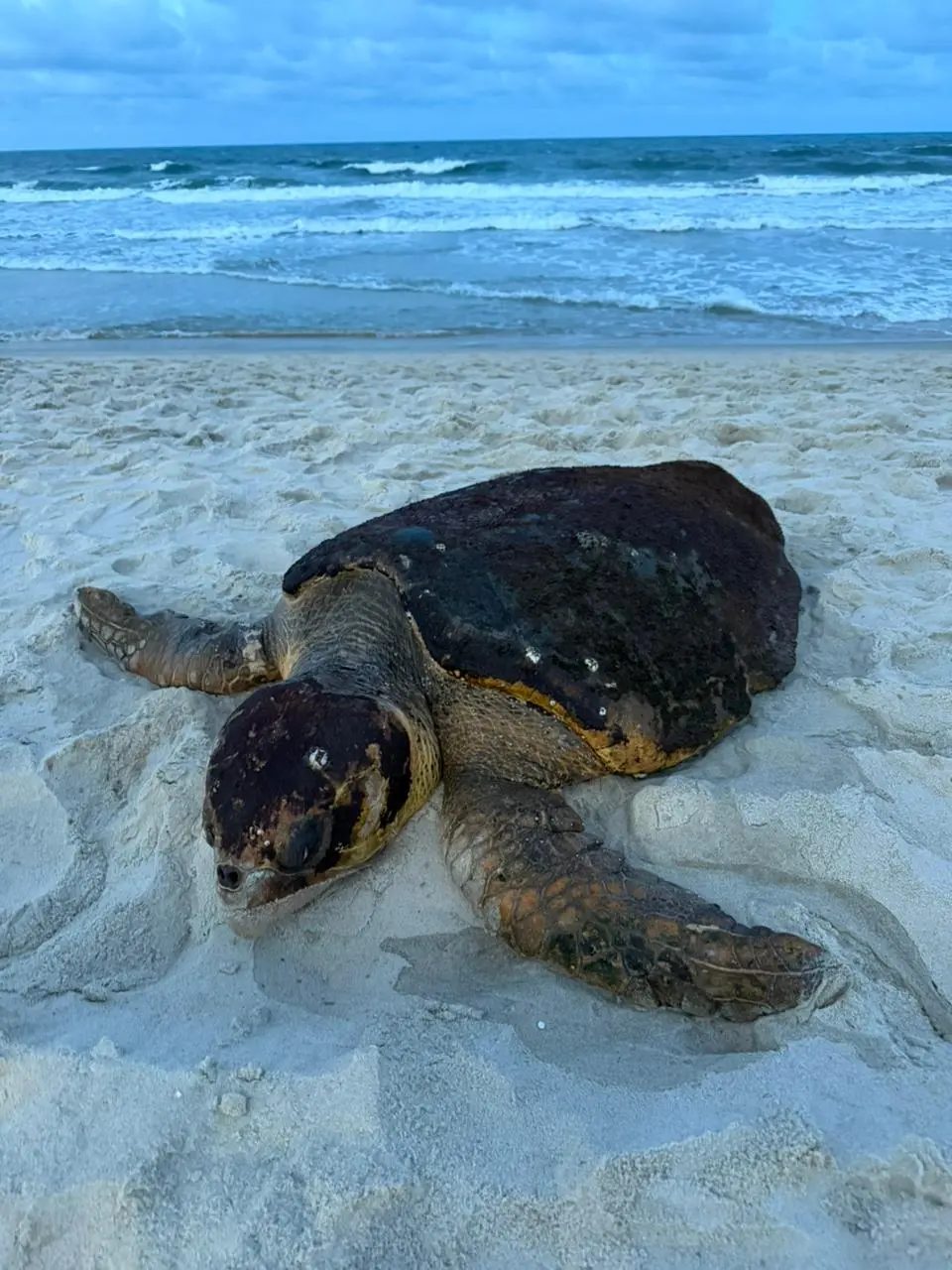 Tartaruga-marinha-comum encalhada em praia do litoral cearense.