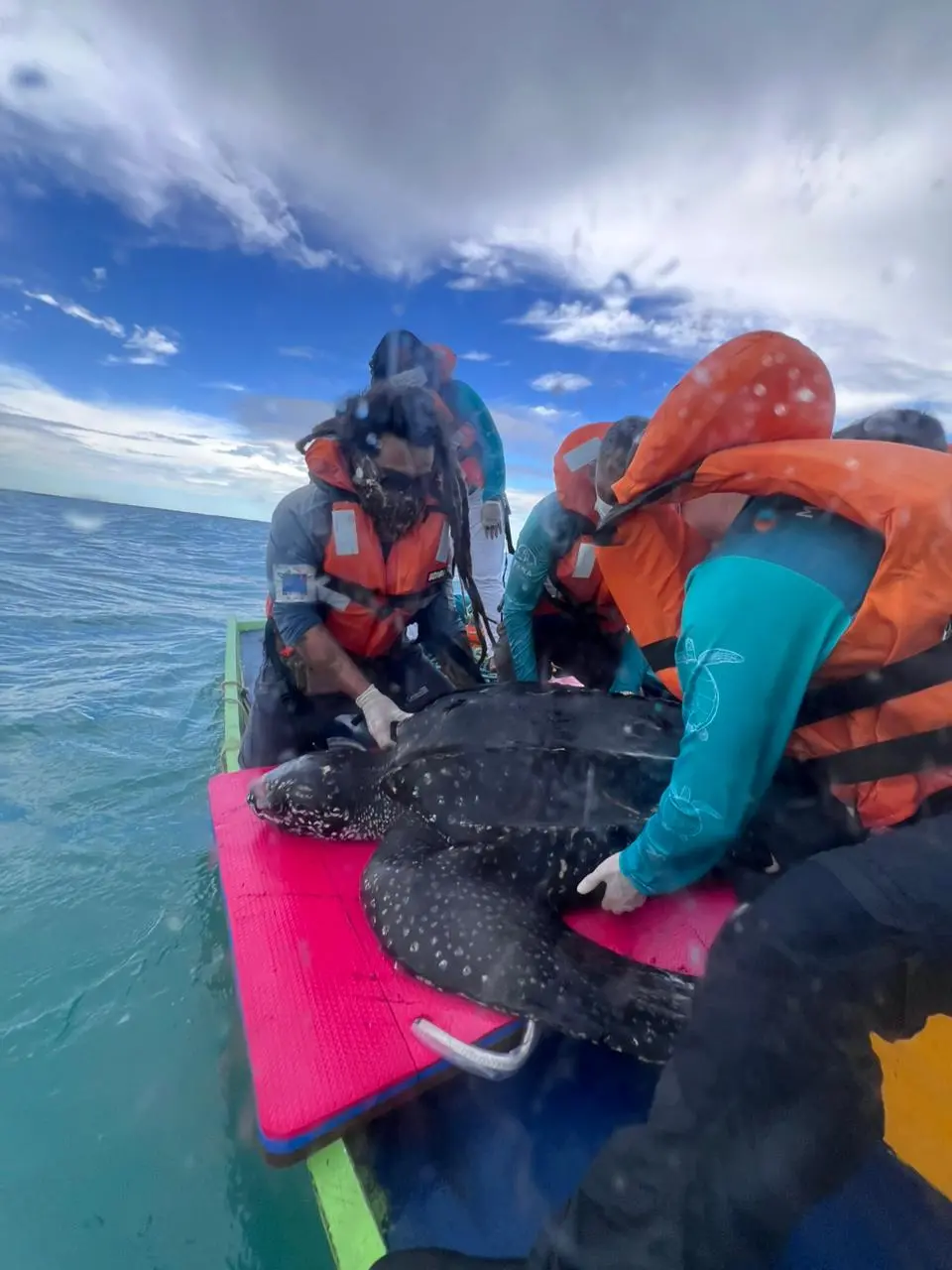 Tartaruga-de-couro sendo devolvida ao mar no Rio Grande do Norte.
