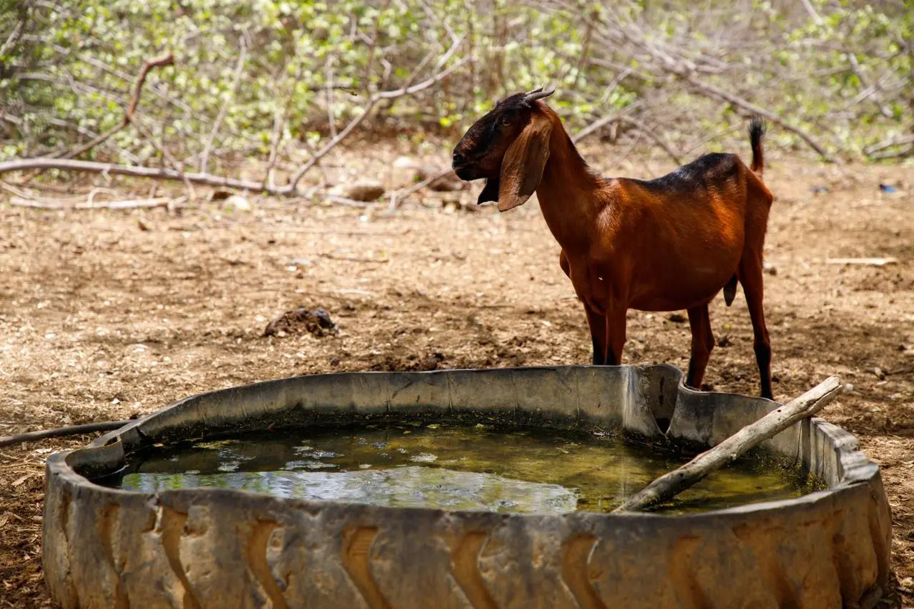 Imagem mostra um caprino marrom em meio ao sertão, com um tonel pequeno de água.