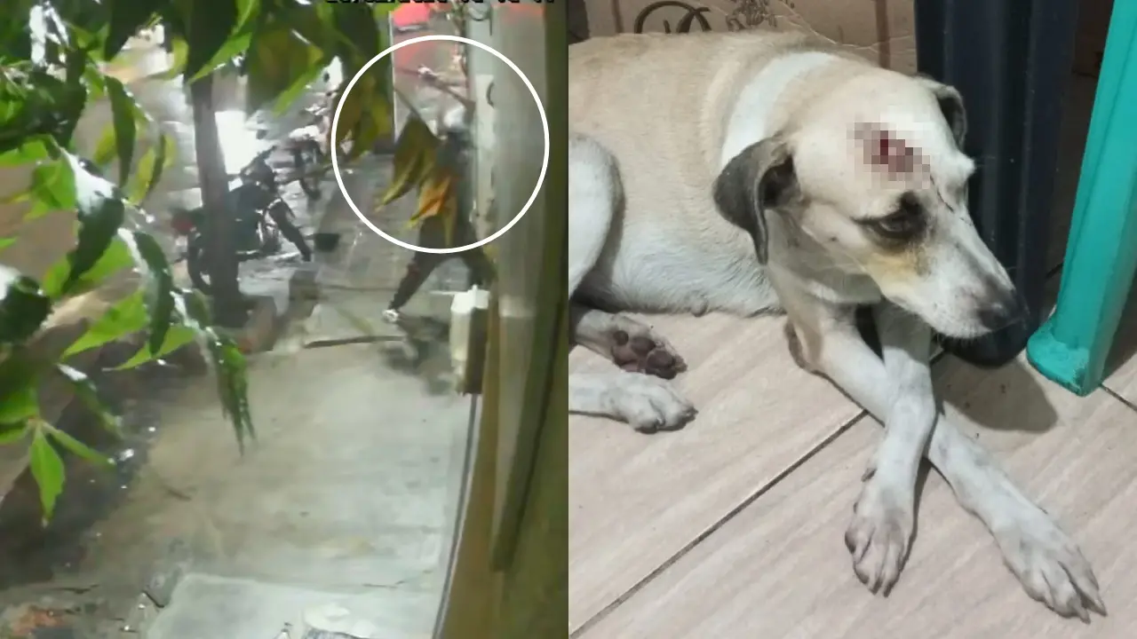 Animal sofreu uma lesão na cabeça.