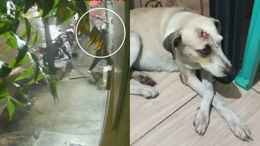 Animal sofreu uma lesão na cabeça.