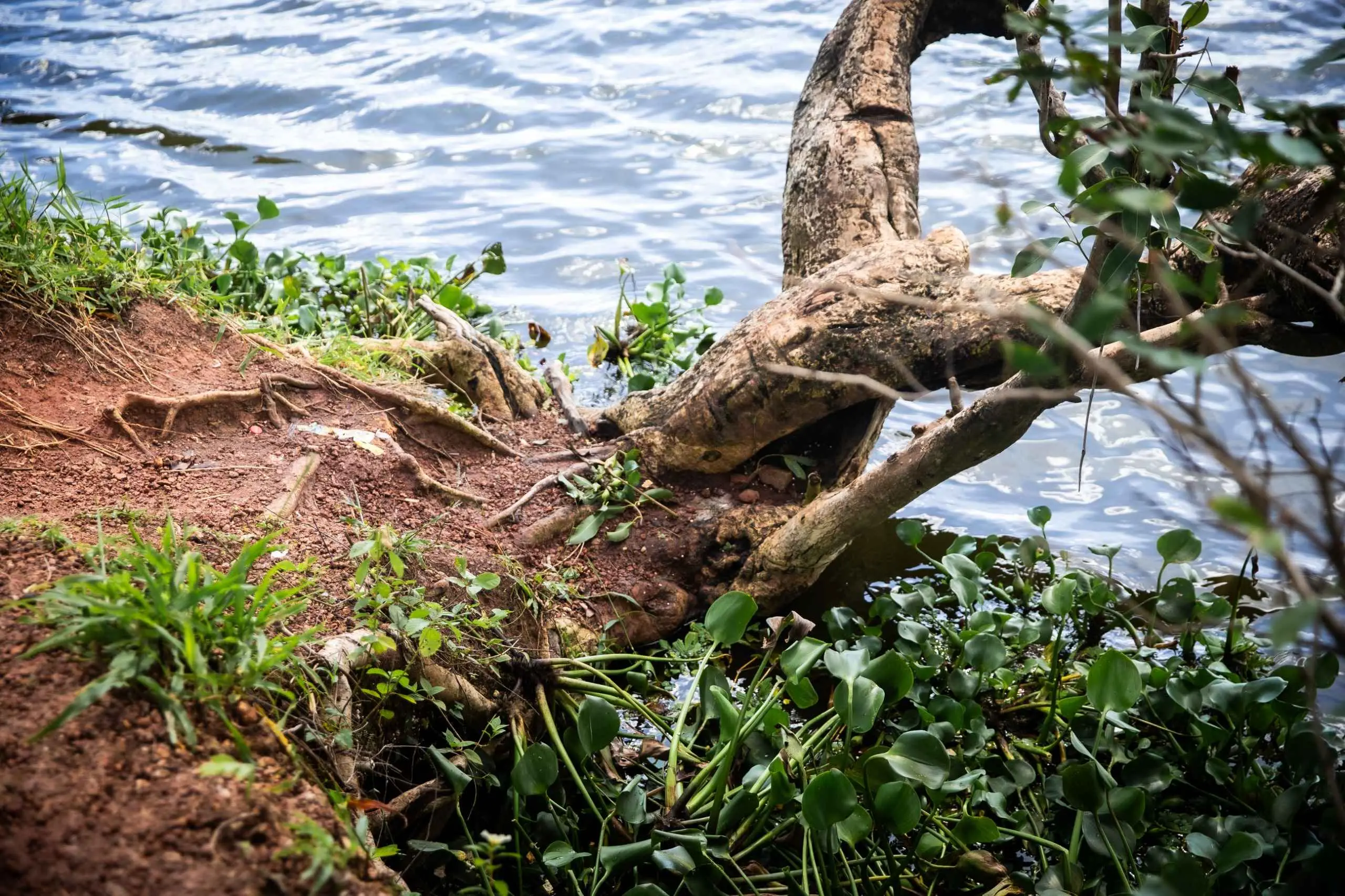 Raízes de uma árvore expostas na margem de um rio ou lago, com terra avermelhada, grama e plantas aquáticas verdes flutuando na água azul-acinzentada.