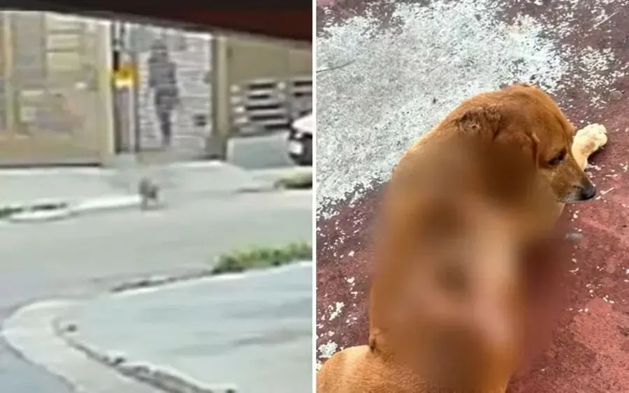 Montagem de fotos com frame de vídeo da mulher jogando líquido no animal e, à direita, imagem do cão Johnny já ferido.