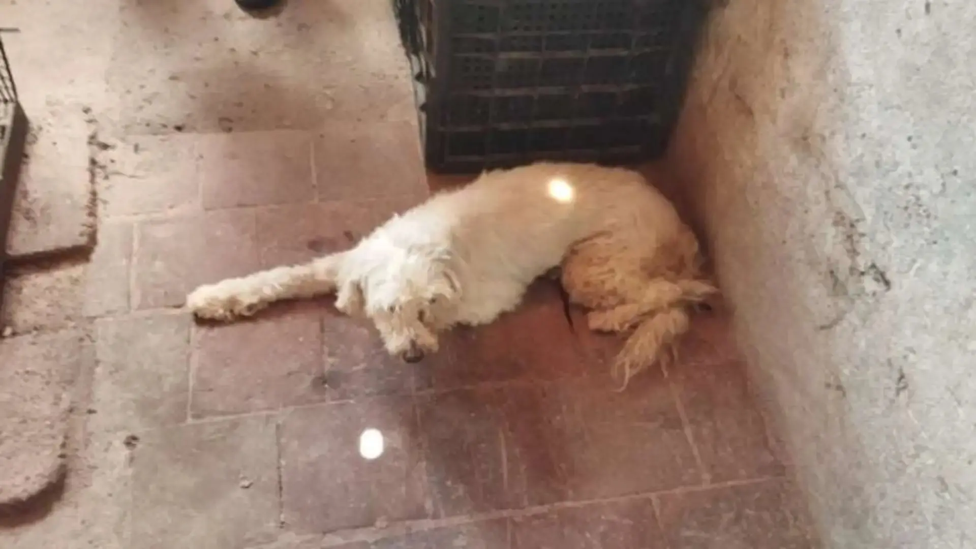 Foto da poodle é achada em sacola com patas e boca amarradas no Crato.