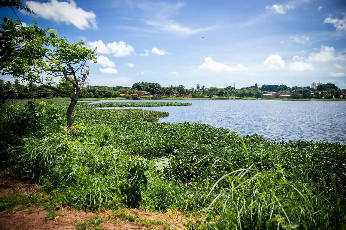 Espelho d'água do açude Jangurussu com proliferação de vegetação nas margens. Ao fundo, há algumas casas no entorno.