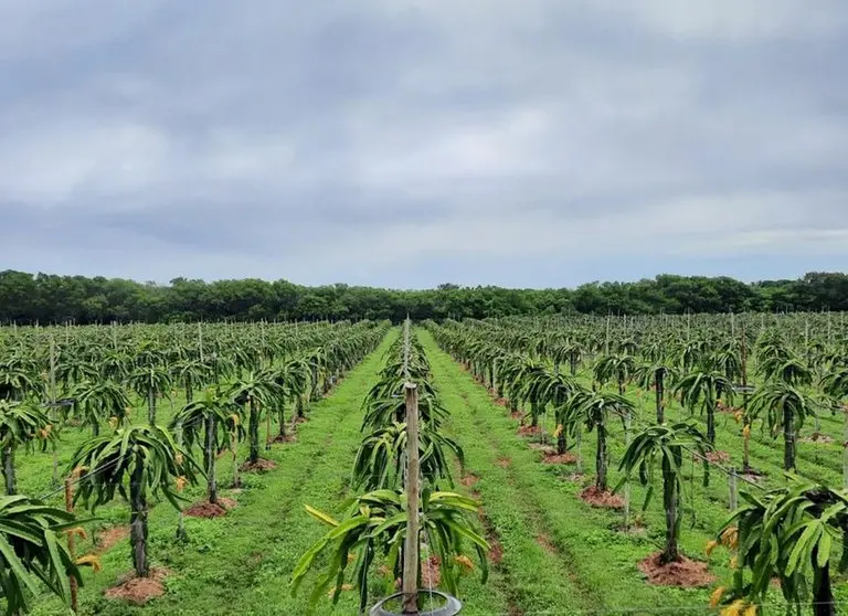 Foto que contém plantação no Perímetro Irrigado Tabuleiros de Russas