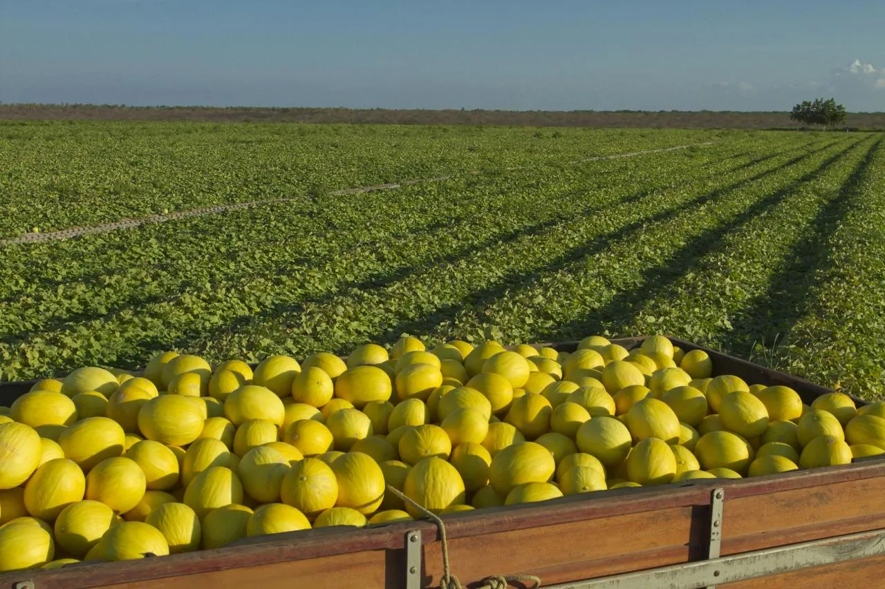 Melão é uma das frutas produzidas no Perímetro Irrigado Tabuleiros de Russas.