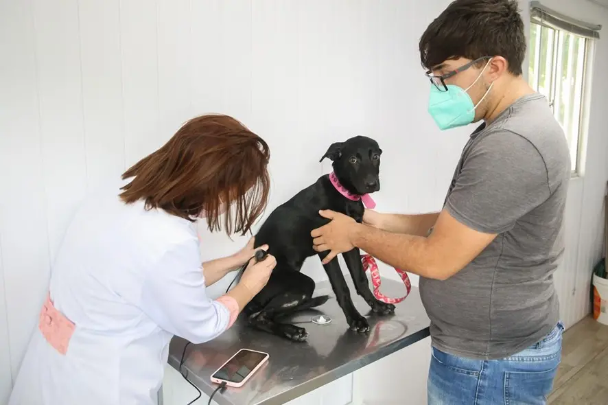 foto de cachorro sendo consultado.