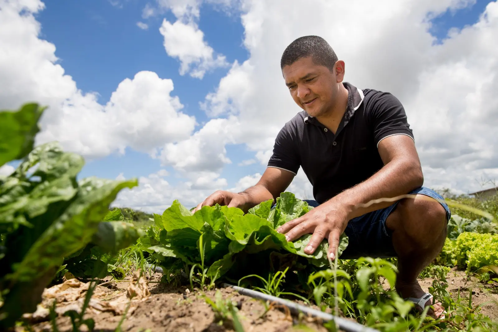 Foto que contém plantação na Serra da Ibiapaba