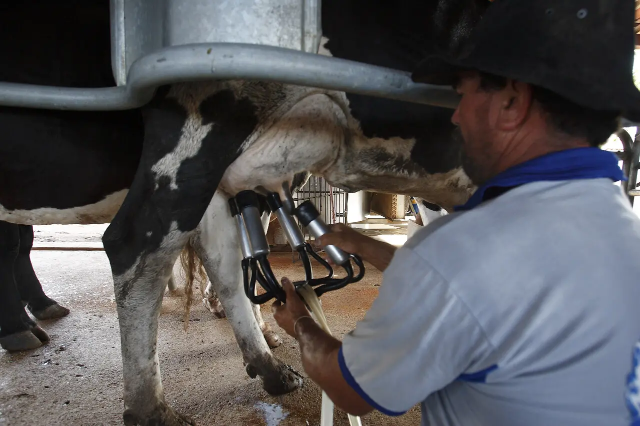 Homem realiza ordenha mecânica em uma vaca em ambiente de produção leiteira, utilizando equipamento acoplado às tetas do animal.